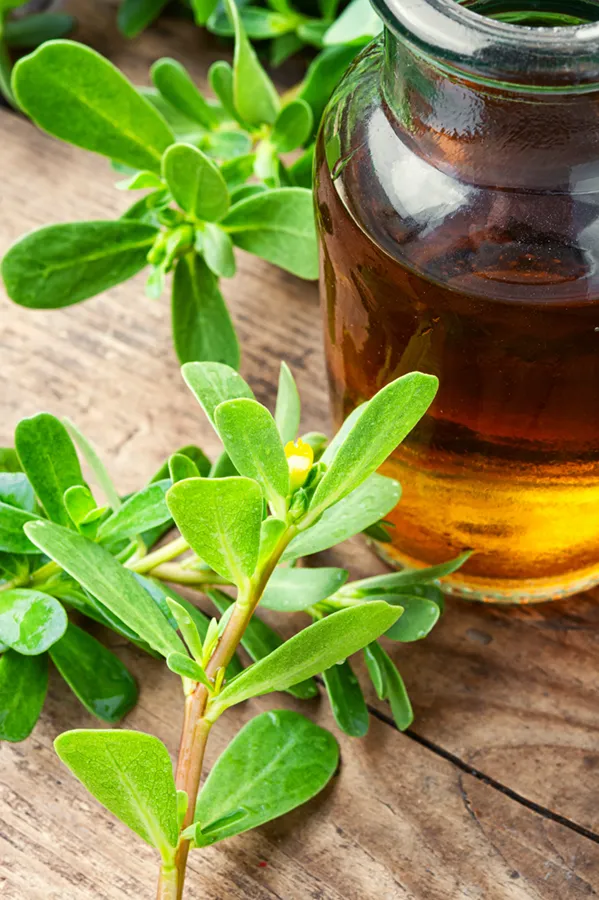 Ottawa-Herbal-Medicine-Therapy Ottawa Herbal Medicine Therapy