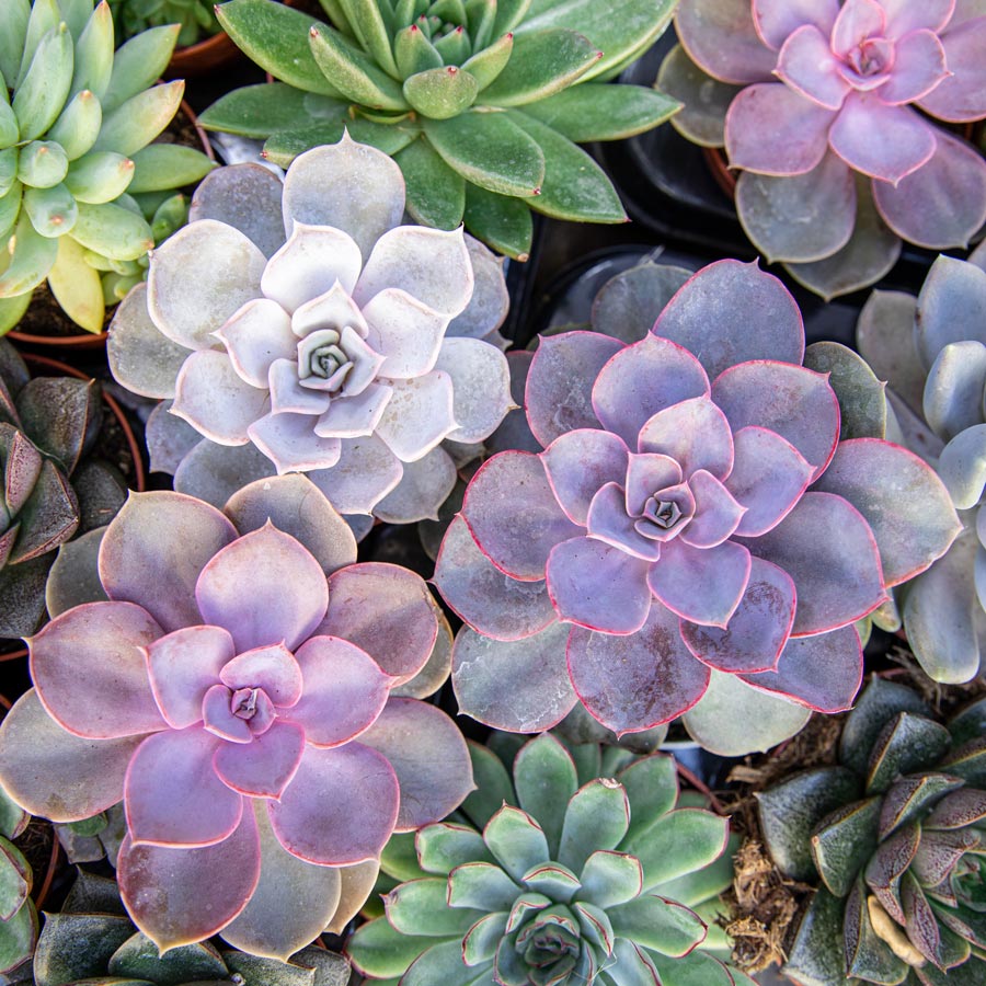 succulents-about